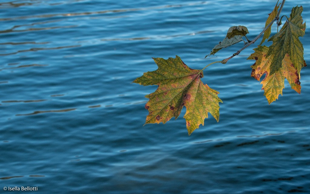 Buona domenica a tutti con la consueta foto di Isella Bellotti: "Autunno sul lago"