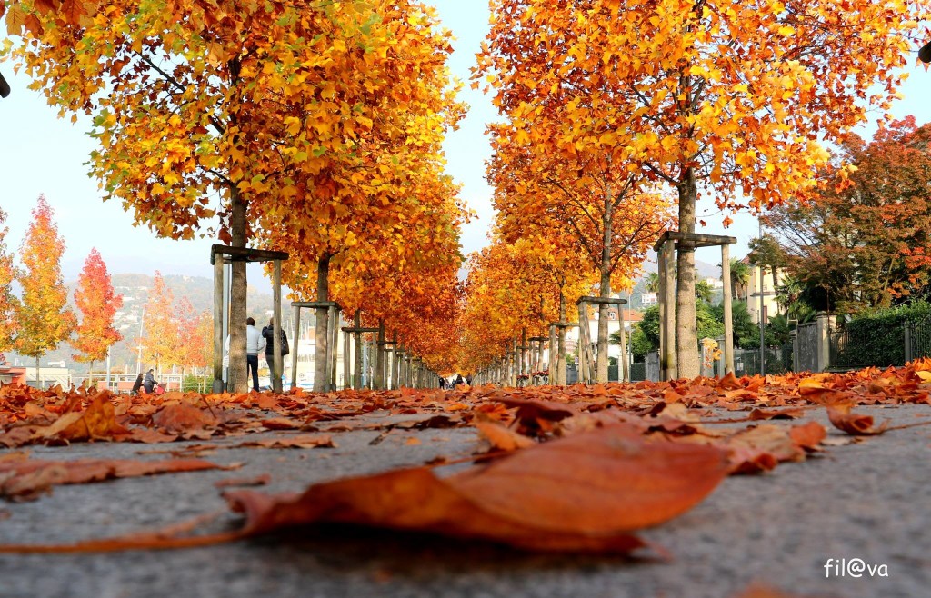 Solo l'autunno ha certi colori, buongiorno con la foto del giorno di "Fil Impie"