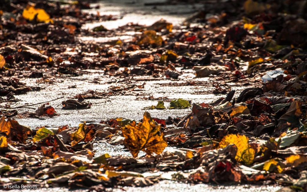 Ecco la foto del giorno di Isella Bellotti, "Autunno in viale Dante"