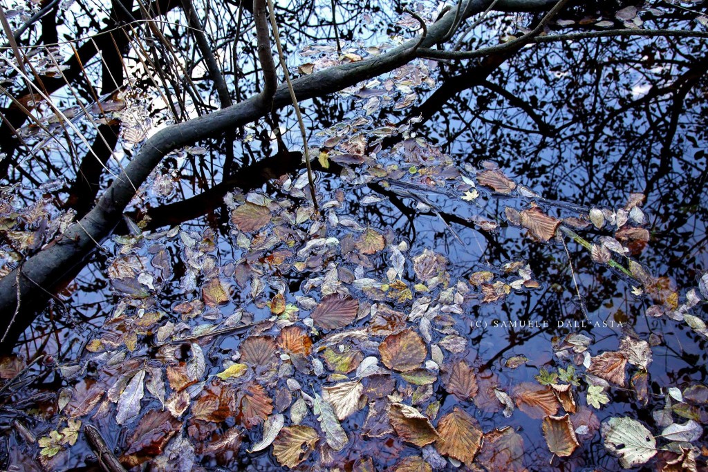 Buongiorno con il "Mosaico autunnale" nella foto del giorno di Samuele Dall'Asta