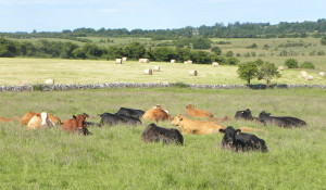(agriland.ie)