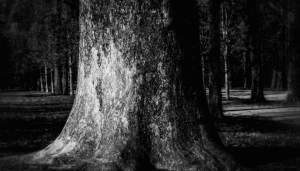 (fotozona.it)