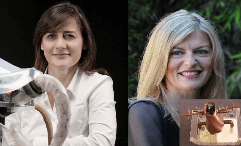 A sinistra Cecilia Laschi con il robot polpo (fonte: Jennie Hills, London Science Museum); a destra Barbara Mazzolai e in basso il robot Plantoide (fonte: IIT)