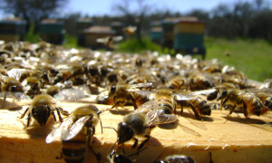 (agripa.org)