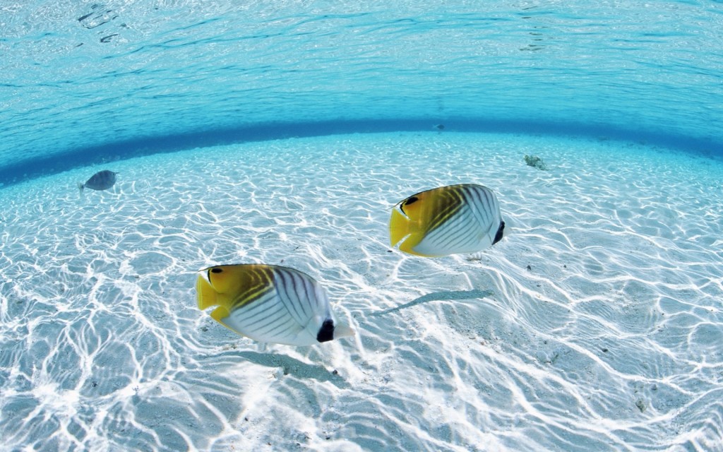 (Foto © ogocindia.com)