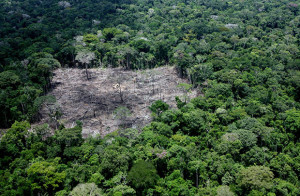 La distruzione della foresta amazzonica in Brasile (sergiorochareporter.com.br)