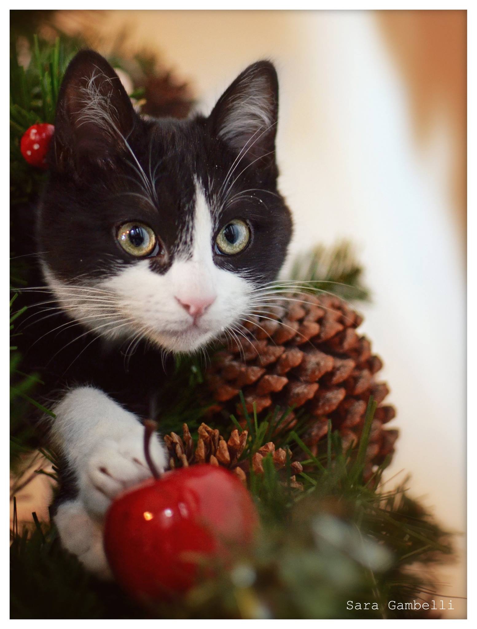 Buon Natale Gatti.I Nostri Migliori Auguri Di Buon Natale Con Le Foto Canine E Feline Di Sara Gambelli