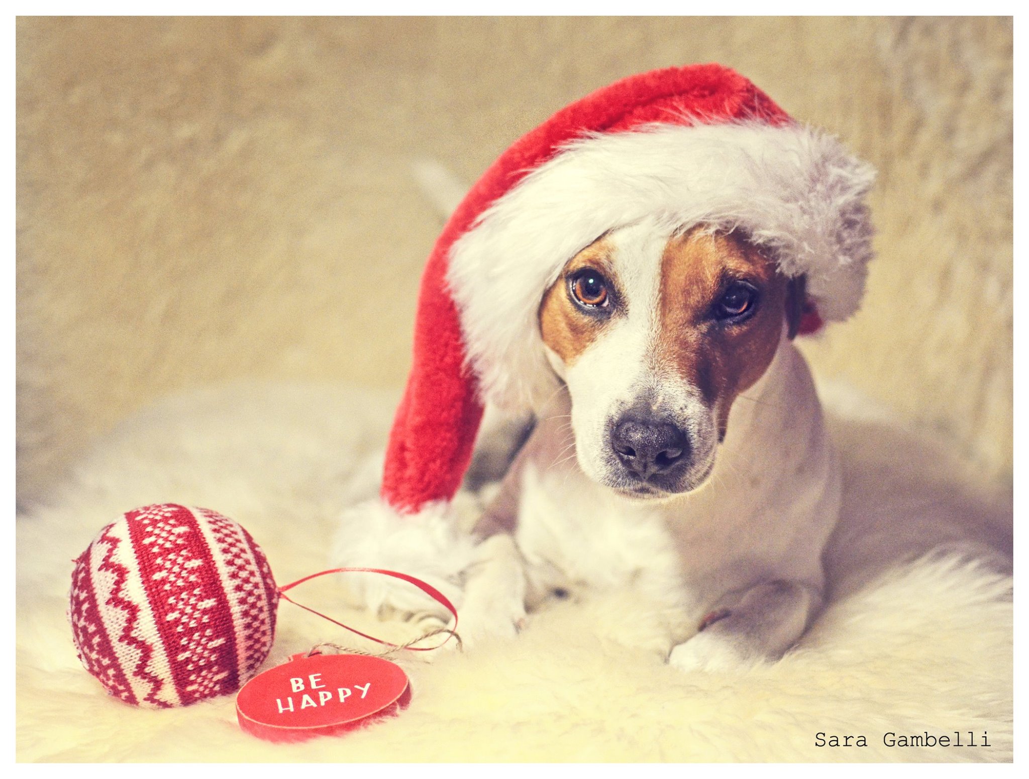 I Nostri Migliori Auguri Di Buon Natale Con Le Foto Canine E Feline Di Sara Gambelli