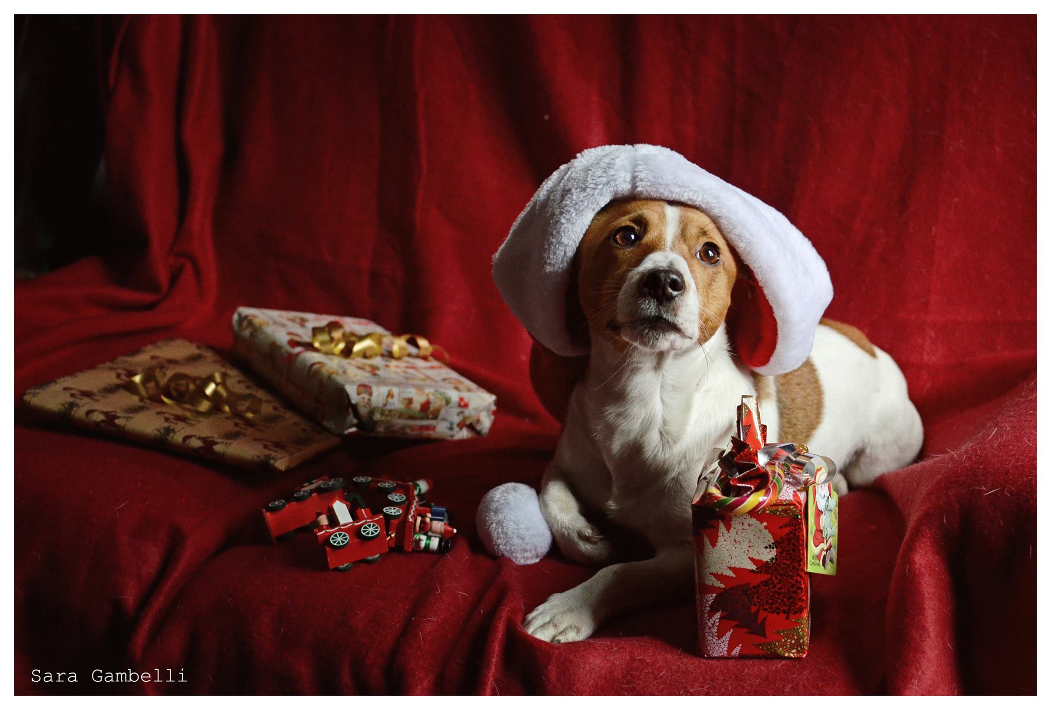 I Nostri Migliori Auguri Di Buon Natale Con Le Foto Canine E Feline Di Sara Gambelli
