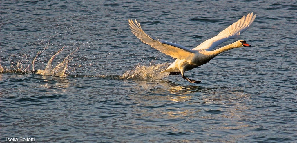 "Luino o... Malpensa?", la foto del giorno sul lago Maggiore è di Isella Bellotti