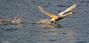 "Luino o... Malpensa?", la foto del giorno sul lago Maggiore è di Isella Bellotti