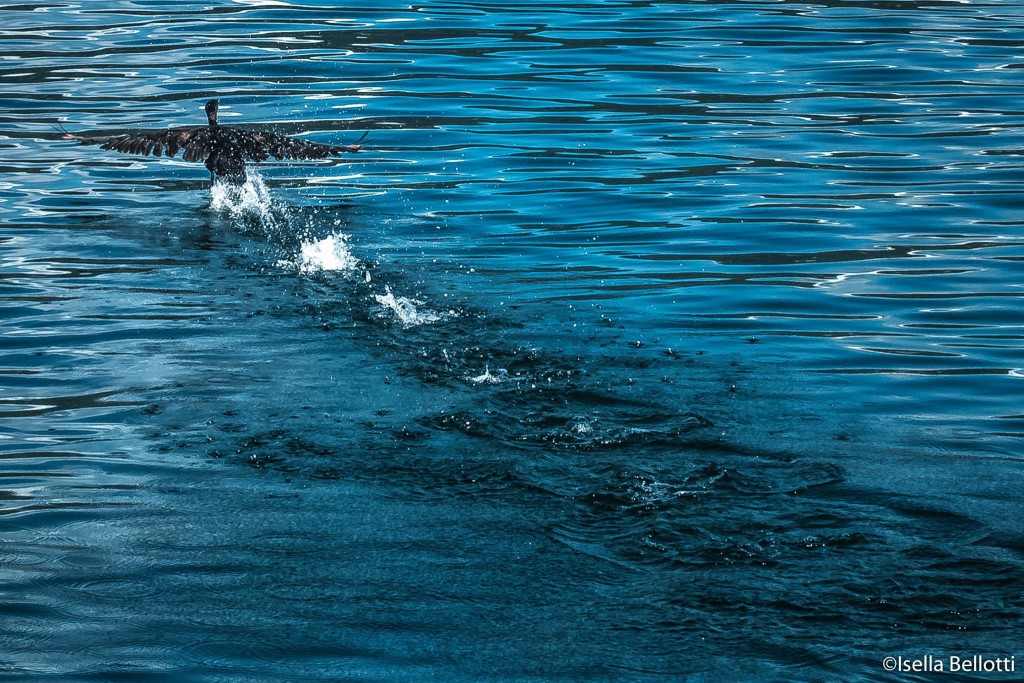 Buongiorno a tutti voi con la foto del giorno di Isella Bellotti dal lungolago di Luino