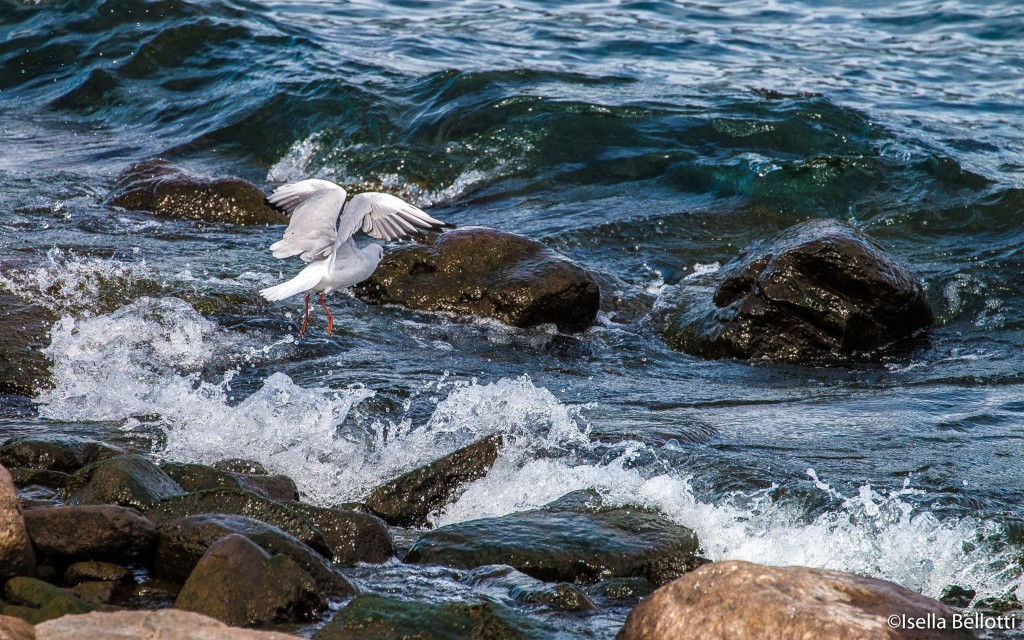 La foto del giorno è di Isella Bellotti: "Atterraggio sul lago al Porto Nuovo di Luino"