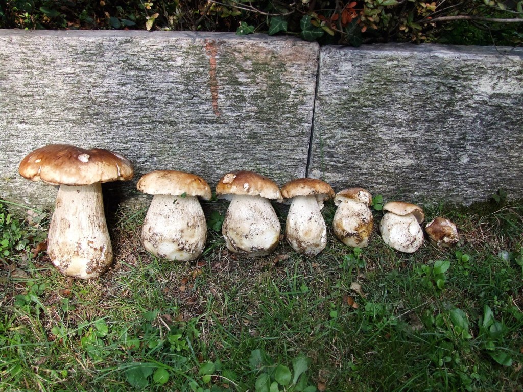 La foto del giorno è di Candido Quatrale: "I sette nani". Avete già raccolti i primi funghi?