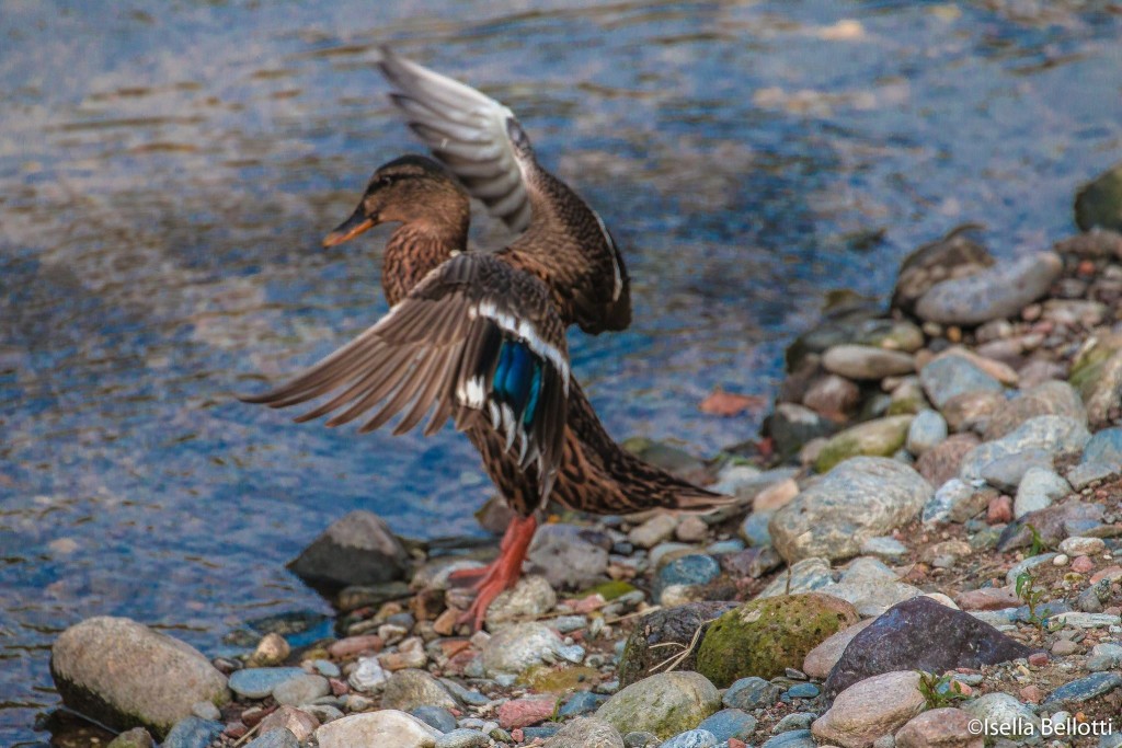 Buongiorno con la foto del giorno di Isella Bellotti, "Incontri sul lago"
