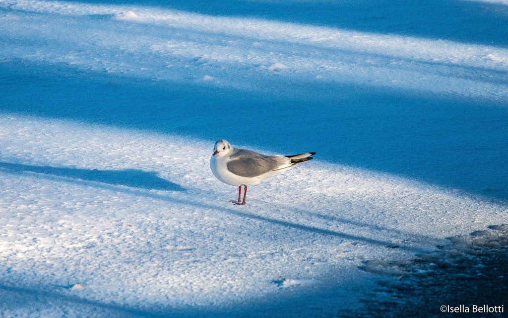 Buona domenica con la foto del giorno di Isella Bellotti, il gabbiano solitario a Germignaga
