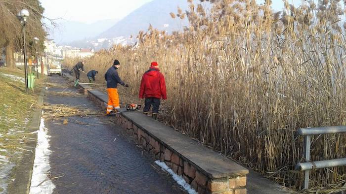 Lavena Ponte Tresa, al via la pulizia del lungolago e il taglio del canneto