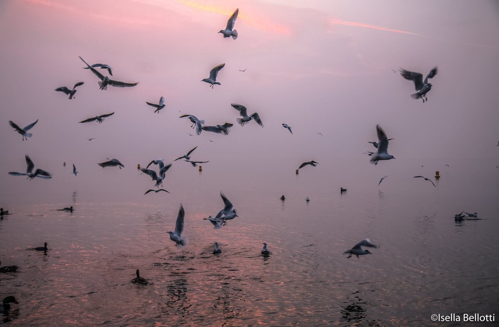 Buongiorno con la foto del giorno di Isella Bellotti, "Il volo dei gabbiani sul lago"