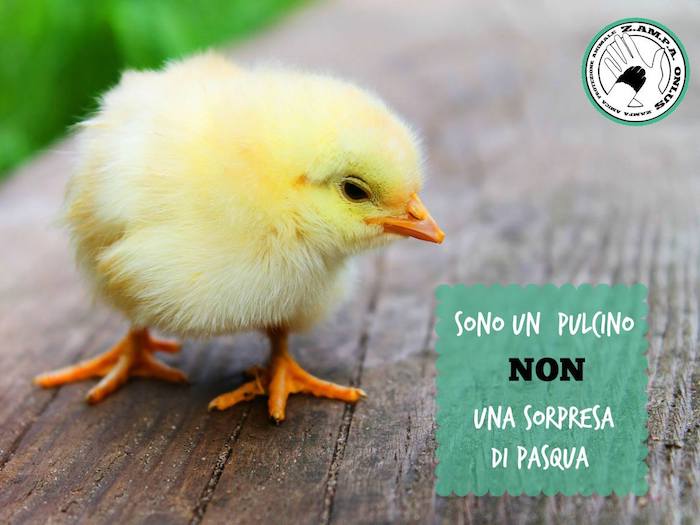 Pasqua, in dono pulcini fuori da una parrocchia del luinese. Zampa Onlus: "Mai regalo più sbagliato"