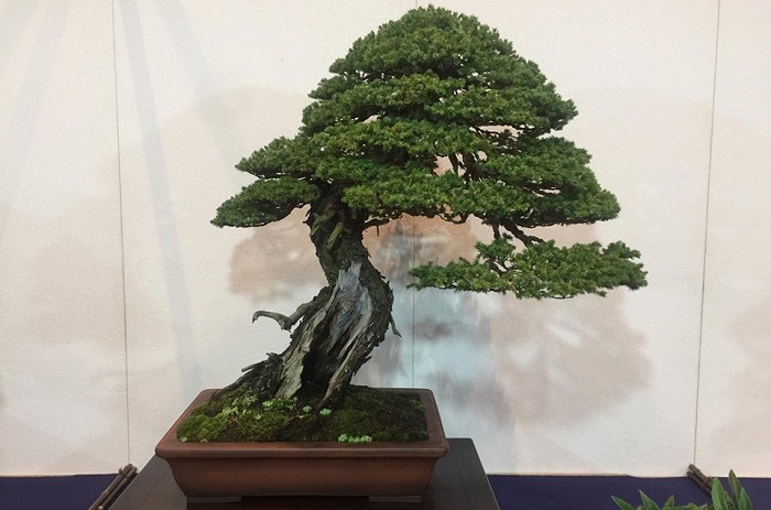 Lavena Ponte Tresa, da domani all'ART un'esposizione dedicata al fascino dei bonsai