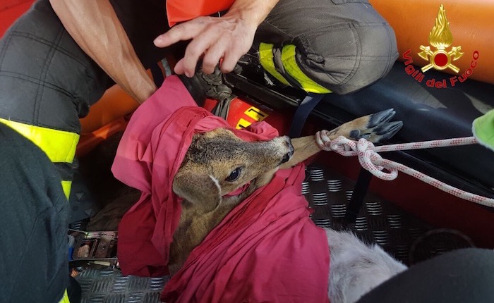 Brezzo di Bedero, i Vigili del Fuoco di Luino salvano una cerbiatta dalle acque del lago Maggiore