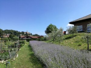 Ripuliti parchi, spiagge e Canonica: insieme per la "Giornata ecologica"