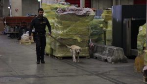Operazione "Perseo": 205kg di droga sequestrati a Malpensa, in arresto 11 persone
