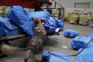 Operazione "Perseo": 205kg di droga sequestrati a Malpensa, in arresto 11 persone