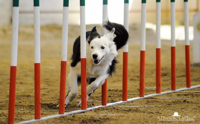 Merely Dog: un weekend di gare per gli amici a quattro zampe, ecco foto e classifiche