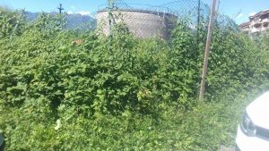 "Vipere davanti casa, le mie bambine in pericolo mentre giocano. Qualcuno intervenga"