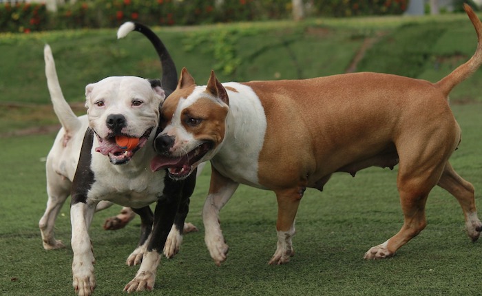 Pitbull sorvegliano casa, ma gli trovano 15 kg di eroina. Arrestato un 43enne albanese
