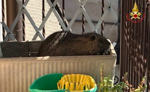 Luino: nutria intrappolata in un balcone, salvata dai Vigili del Fuoco