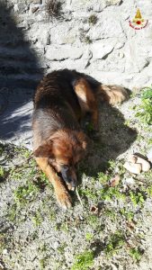 Cane finisce in acqua all'Eremo di S. Caterina, salvato dai Vigili del Fuoco