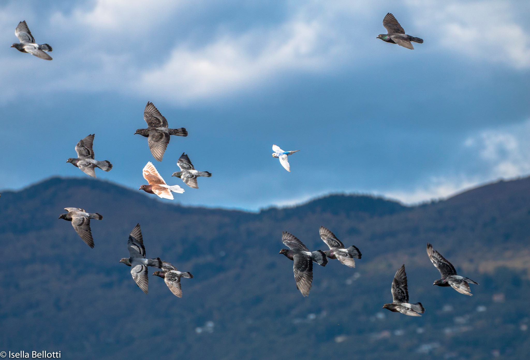 Il volo sul lago Maggiore a Luino, la foto è di Isella Bellotti