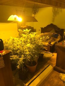 Sequestrate due piantagioni e 4kg pronti per lo spaccio. Arrestati due produttori di marijuana
