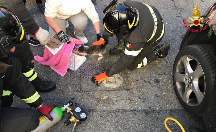Luino, gatto finisce dentro il motore di un'auto. Salvato dai Vigili del Fuoco