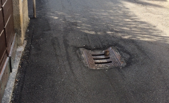 Topi in strada a Porto Valtravaglia, il sindaco Giacobazzi:
