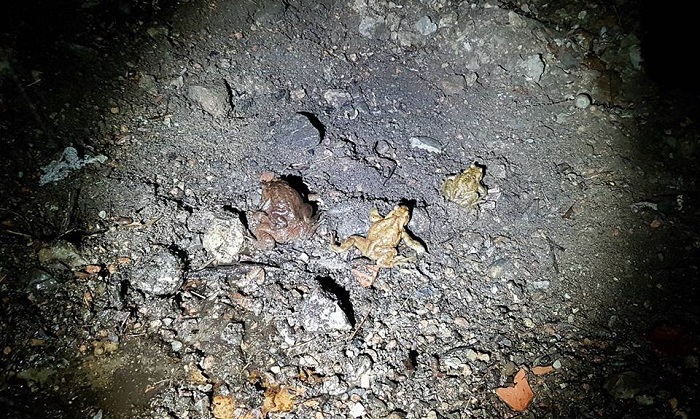 Lavena Ponte Tresa, i rospi in salvo grazie all'impegno dei volontari