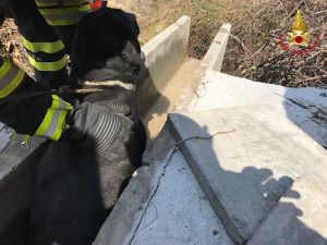 Maccagno con Pino e Veddasca, i vigili del fuoco salvano un cane. Era rimasto incastrato
