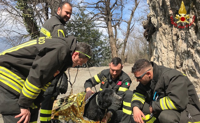 Maccagno con Pino e Veddasca, i vigili del fuoco salvano un cane. Era rimasto incastrato