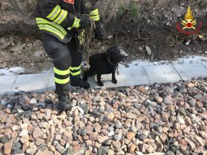 Maccagno con Pino e Veddasca, i vigili del fuoco salvano un cane. Era rimasto incastrato