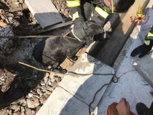 Maccagno con Pino e Veddasca, i vigili del fuoco salvano un cane. Era rimasto incastrato
