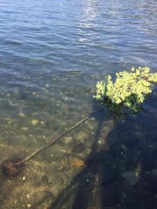 Atti vandalici a Maccagno, alberi divelti sul lungolago. Uno lanciato in acqua