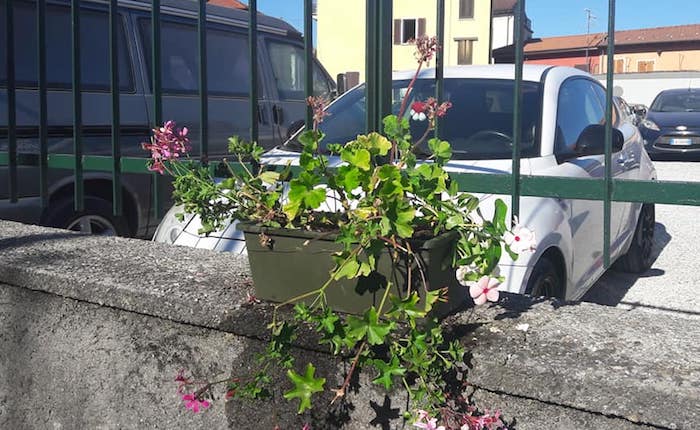 A Germignaga dopo i furti distrutti ancora i fiori. Crescono indignazione e rabbia