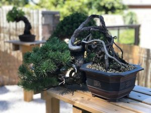 Un'elegante oasi giapponese di bonsai a Luino, la grande passione di Mario Pavone