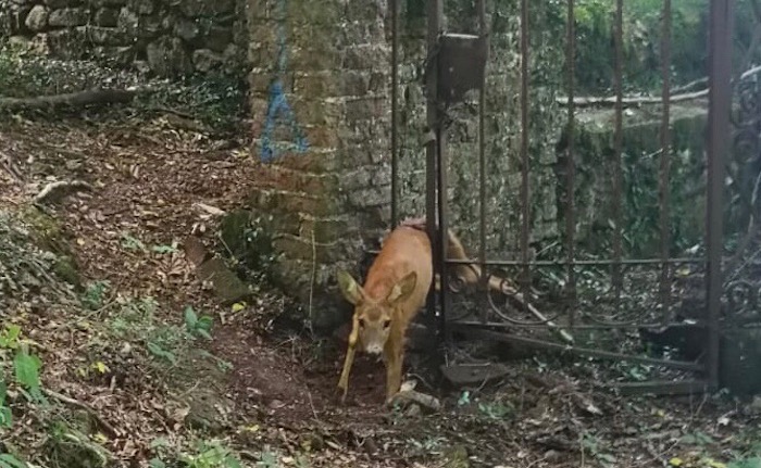 Valganna, un piccolo cervo rimane incastrato in un cancello. I vigili del fuoco lo liberano