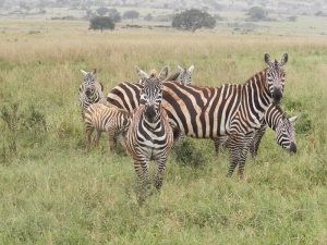 Da Germignaga in Uganda, l'esperienza delle giovani Marta e Sofia: "L'Africa accoglie tutti"