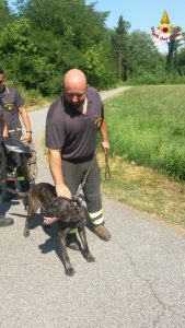 Il cane, rimasto intrappolato nel fiume Boesio, a Cittiglio, è stato riconsegnato alla proprietaria sano e salvo.  Merito ai pompieri della provincia