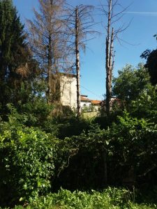 Il vento forte si abbatte sul territorio, a Varese un albero rovina su alcune auto danneggiandole