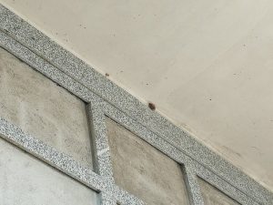 Ancora problemi a Colmegna, "Cimitero sporco, cadono pezzi di intonaco"